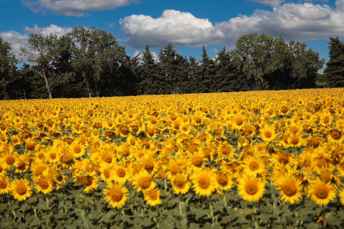 Sunflowers