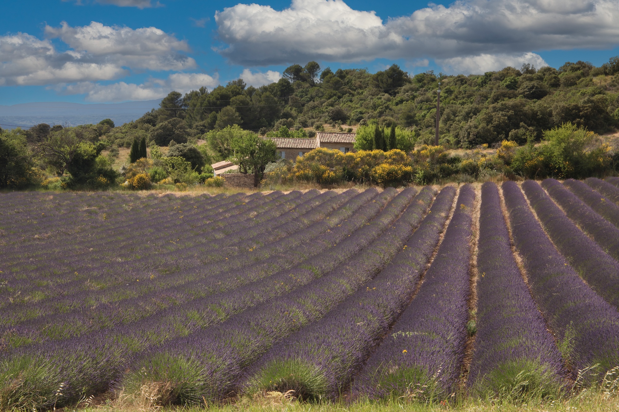 Lavender