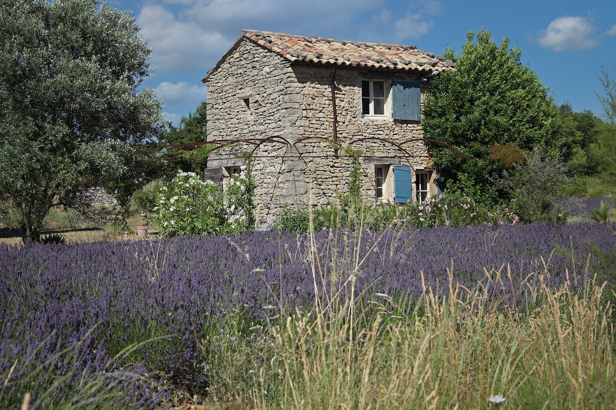 Lavender